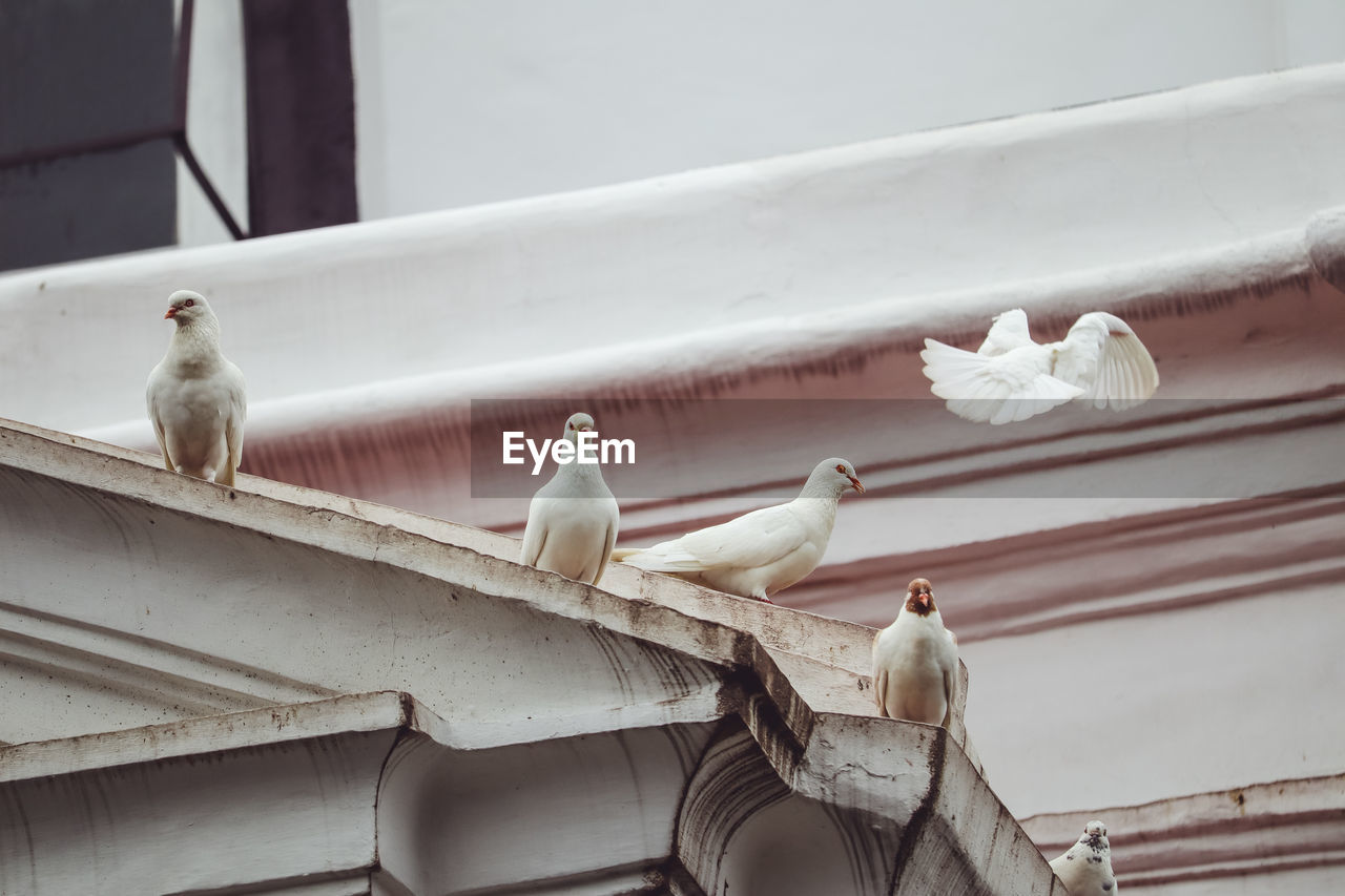 BIRDS PERCHING ON ROOF