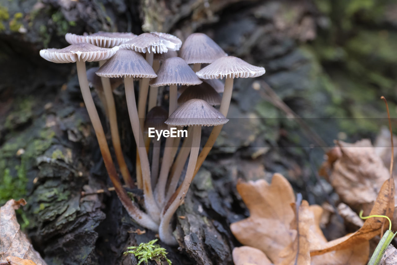 Group of mushrooms, growing on a tree trunk in the autumn forest. close up view.