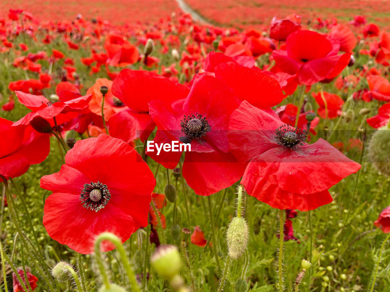 CLOSE-UP OF RED POPPY FLOWERS