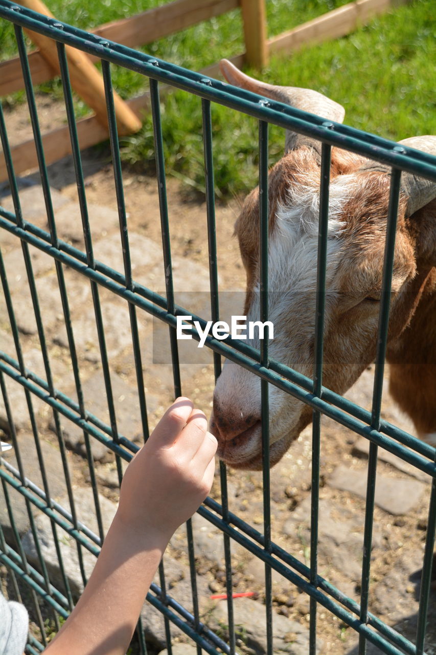 Close-up of a hand feeding goat