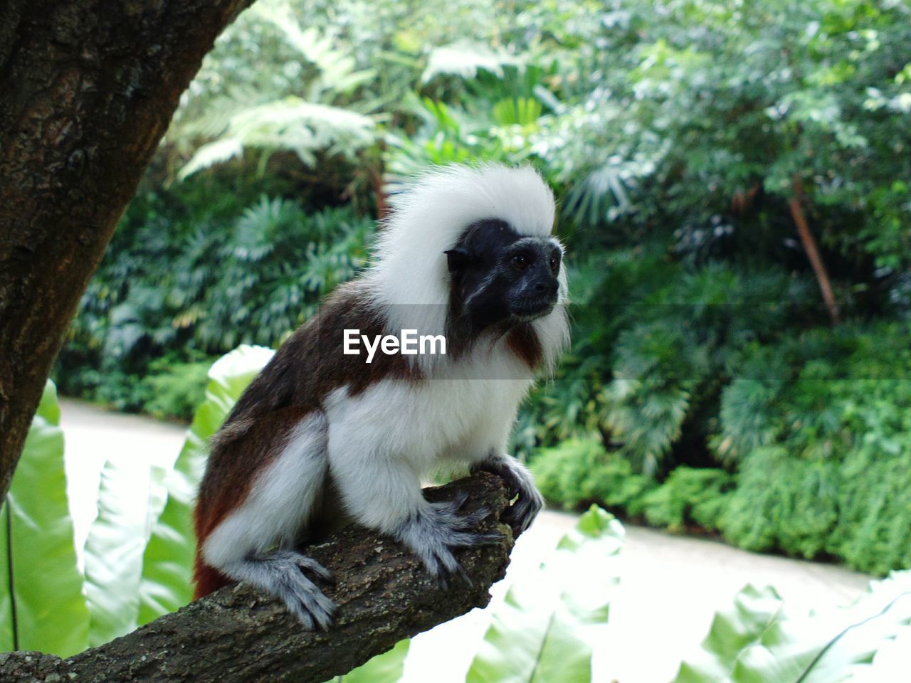 Close-up of monkey sitting on tree