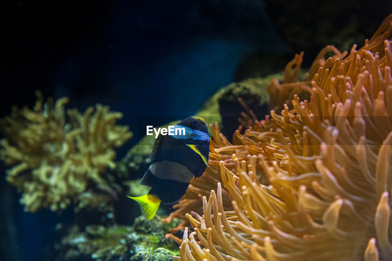 Close-up of fish swimming in sea