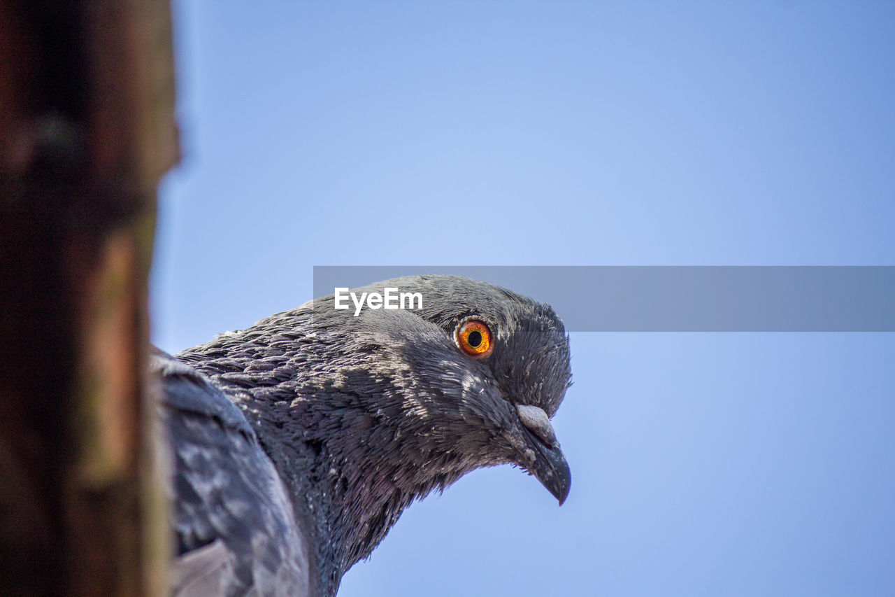 Close-up of a bird against clear sky