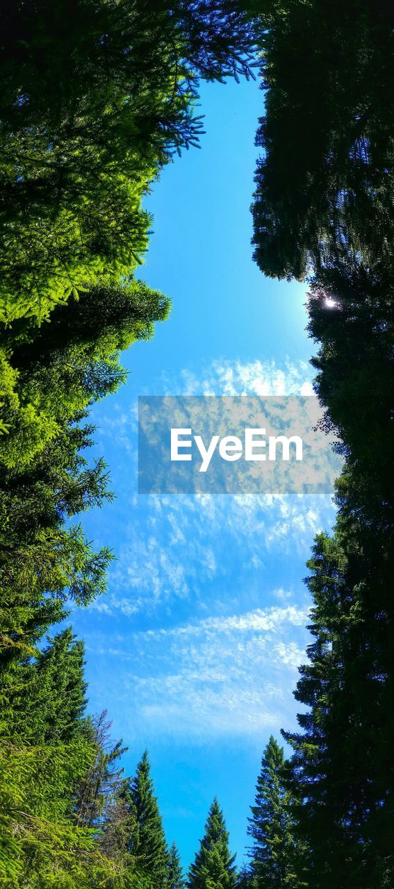 Low angle view of trees growing against sky