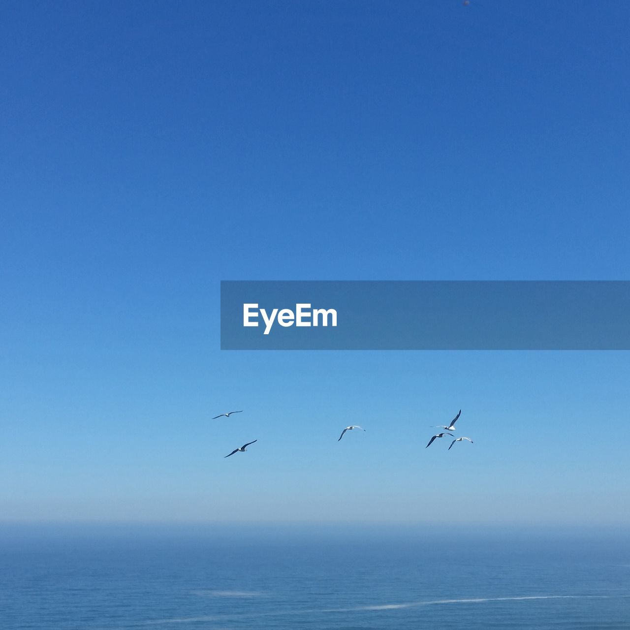 FLOCK OF BIRDS FLYING OVER SEA AGAINST CLEAR BLUE SKY