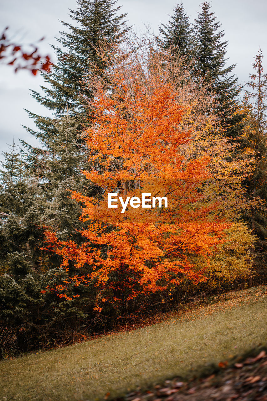 Trees on field during autumn