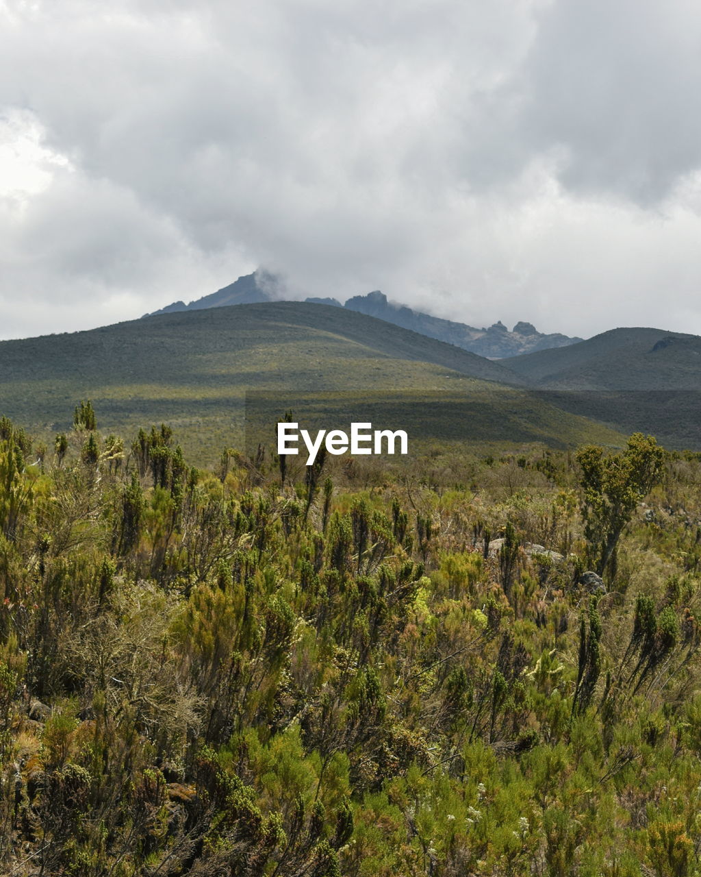 High altitude moorland against the background of mawenzi peak, mount kilimanjaro, tanzania