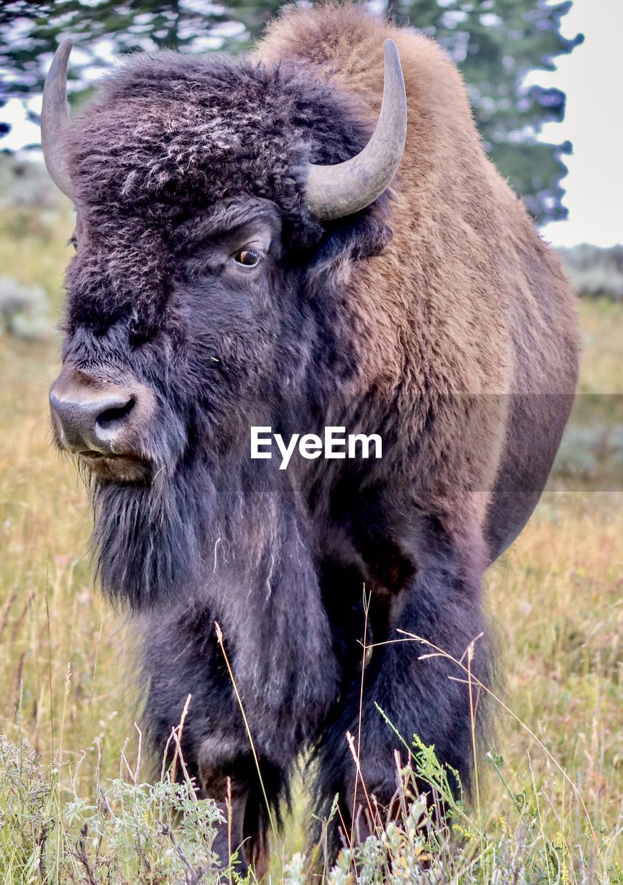 animal themes, animal, mammal, animal wildlife, bison, wildlife, one animal, grass, muskox, cattle, american bison, plant, no people, nature, domestic animals, livestock, horned, pasture, day, portrait, outdoors, land, field, landscape, standing, plain, grazing, environment