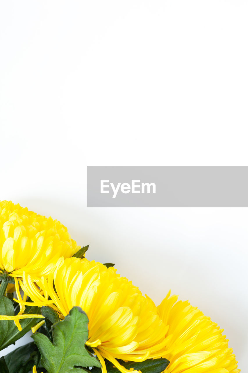 CLOSE-UP OF YELLOW FLOWERING PLANT