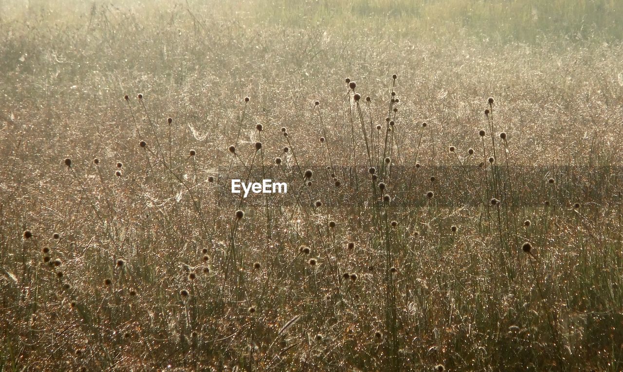 FULL FRAME SHOT OF FIELD ON LAND