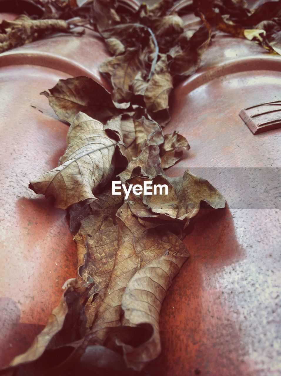 Close-up of dried leaves on roof