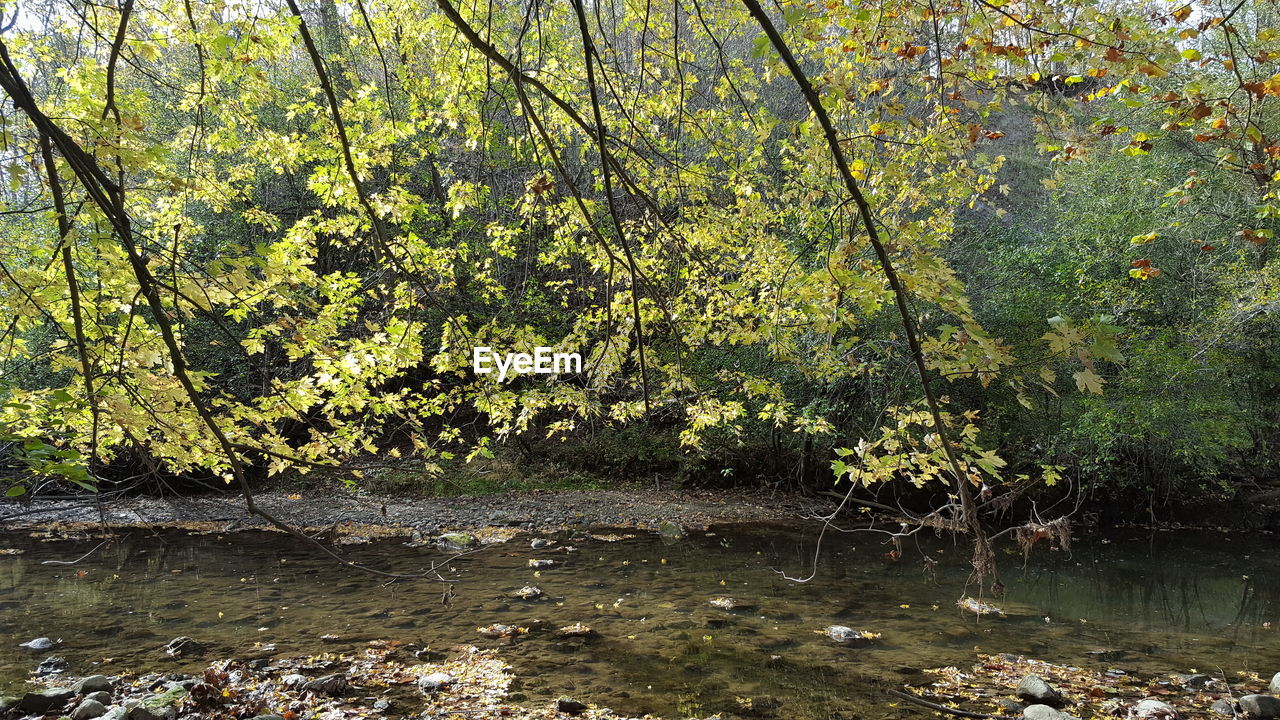 RIVER IN FOREST