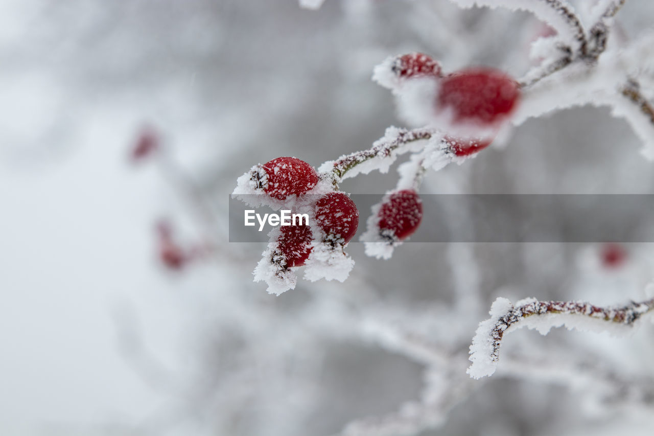 CLOSE-UP OF FROZEN BERRIES ON TREE