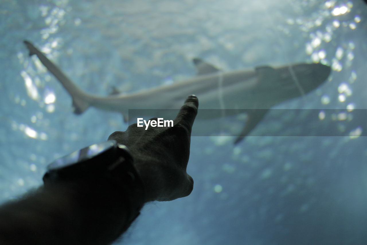 CLOSE-UP OF HAND FEEDING IN WATER