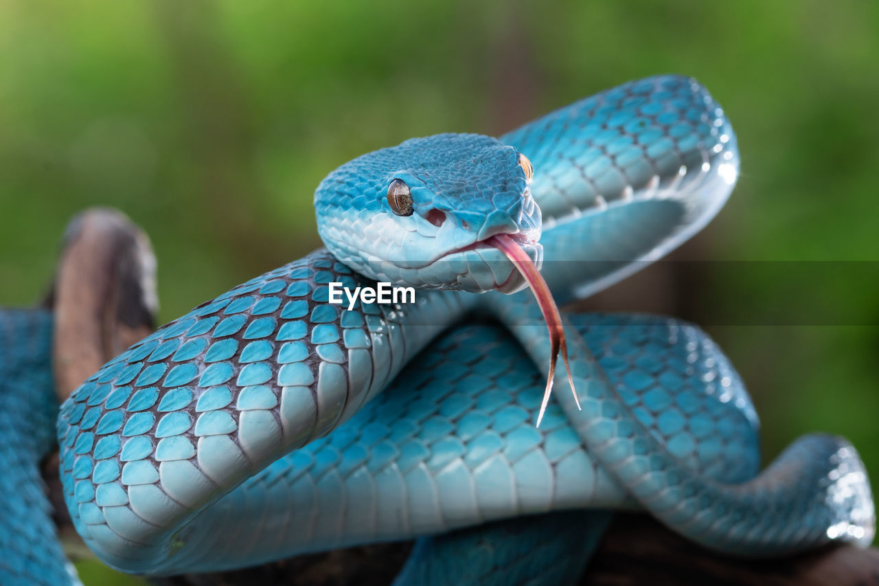 Blue viper snake