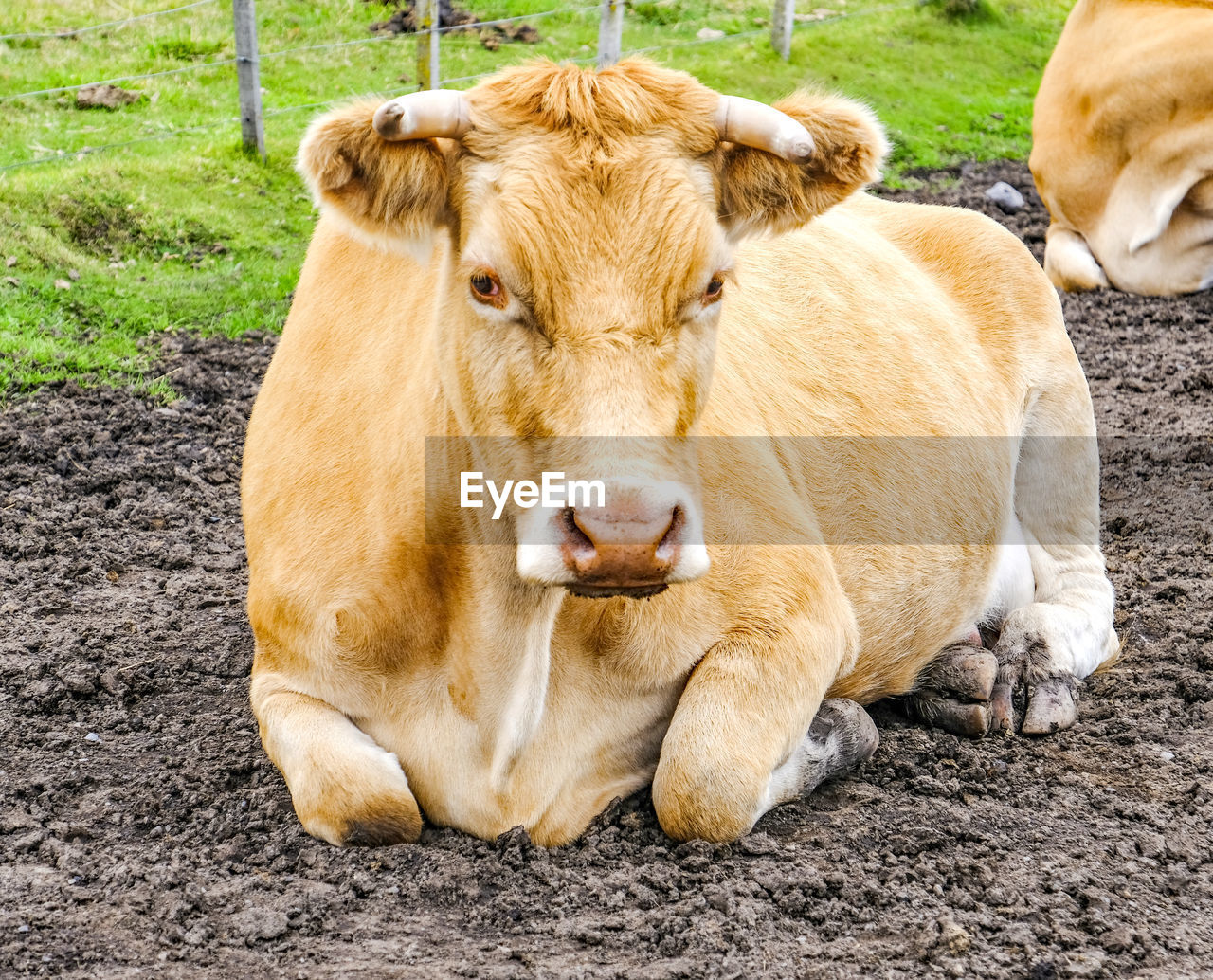 Portrait of a cow relaxing on field