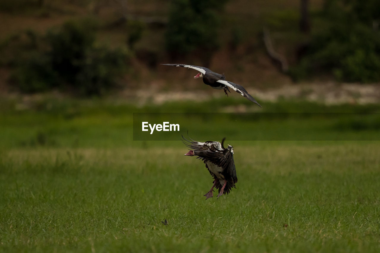 BIRD FLYING OVER FIELD