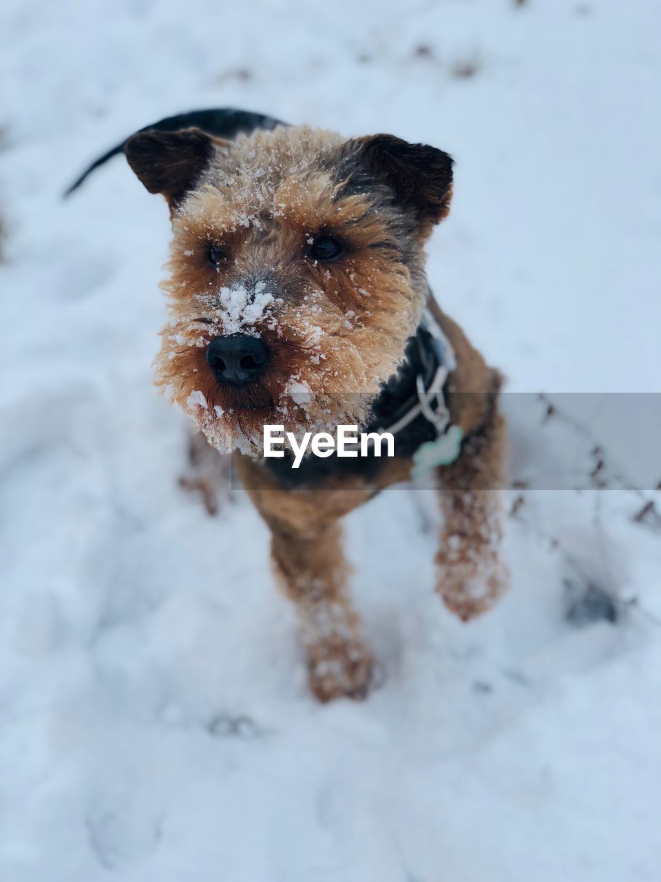 High angle view of dog on snow field