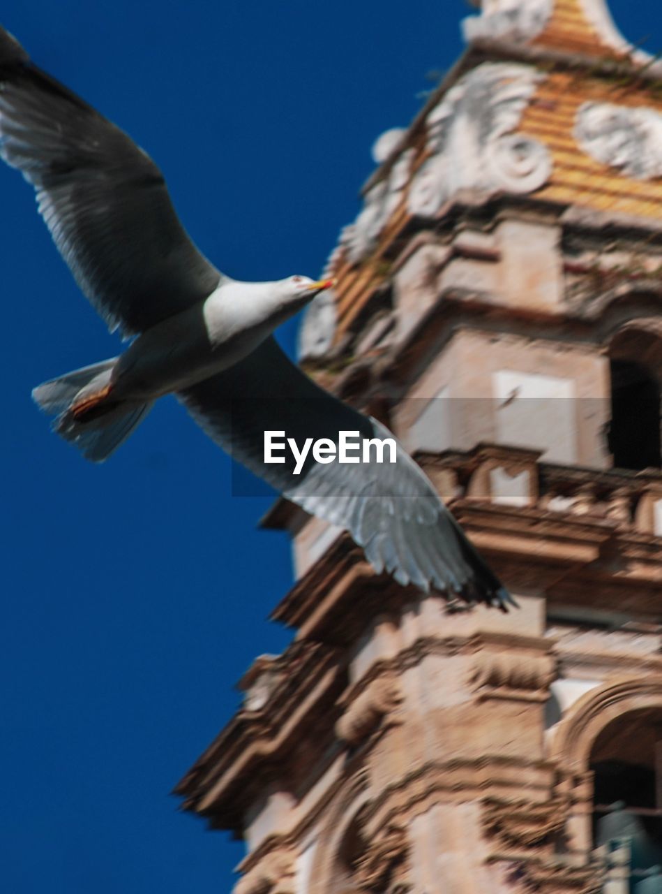 LOW ANGLE VIEW OF SEAGULL FLYING AGAINST CLEAR SKY