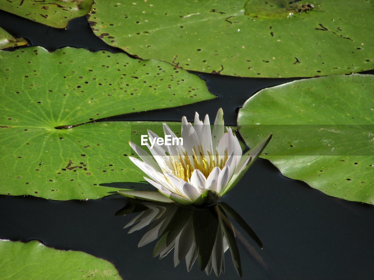WATER LILY IN LAKE