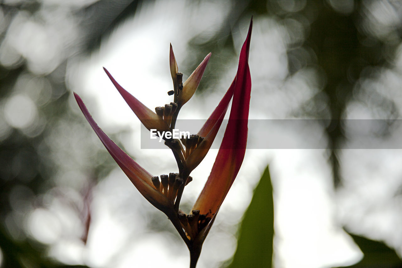 CLOSE-UP OF RED FLOWER PLANT