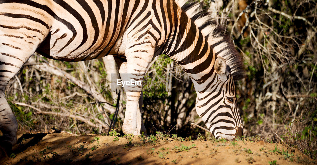 ZEBRAS STANDING IN A FARM