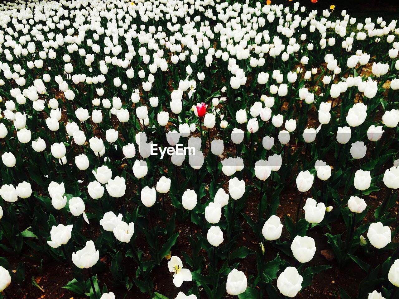 High angle view of white tulips field