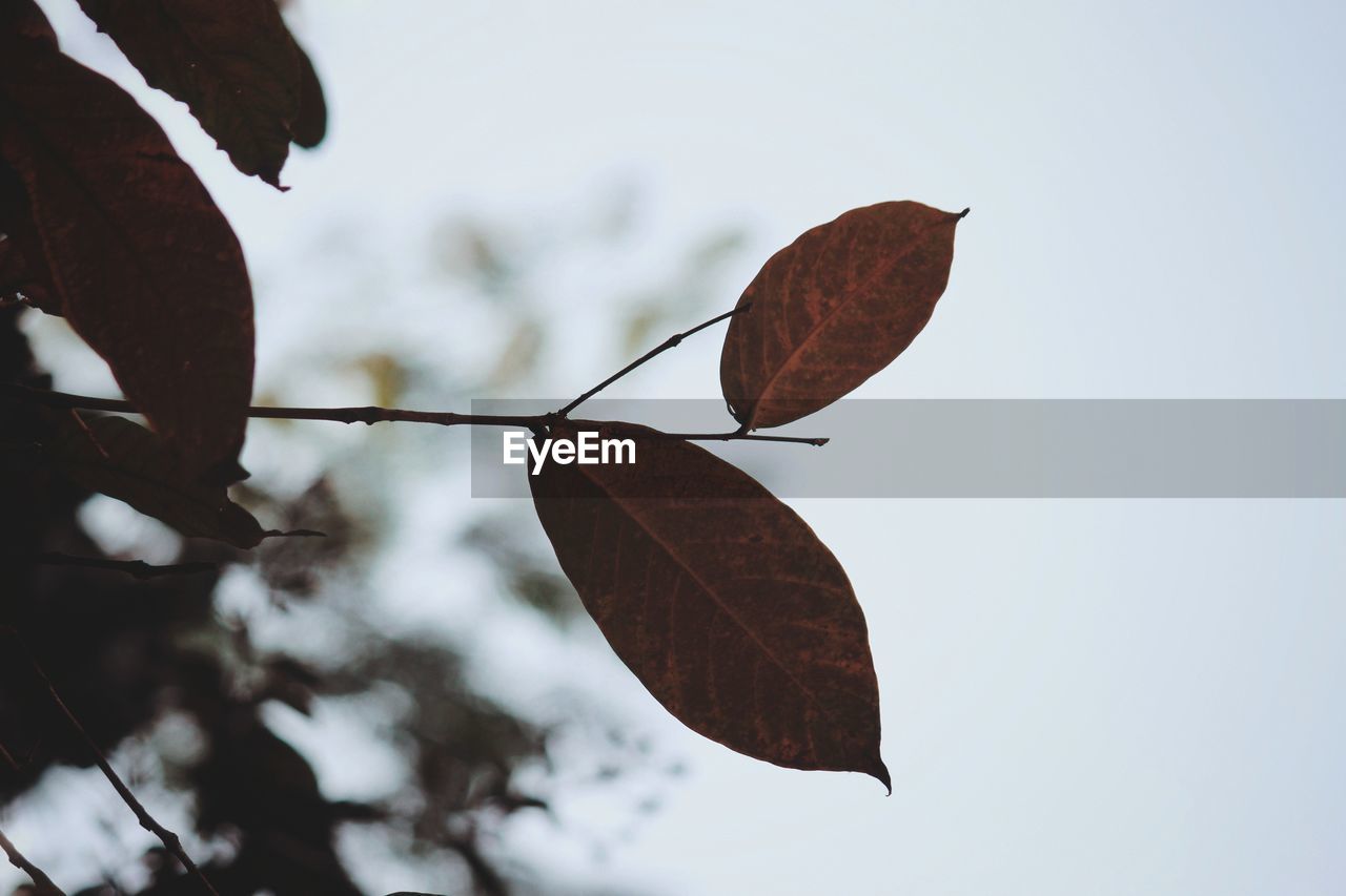 CLOSE-UP OF DRY LEAF ON BRANCH