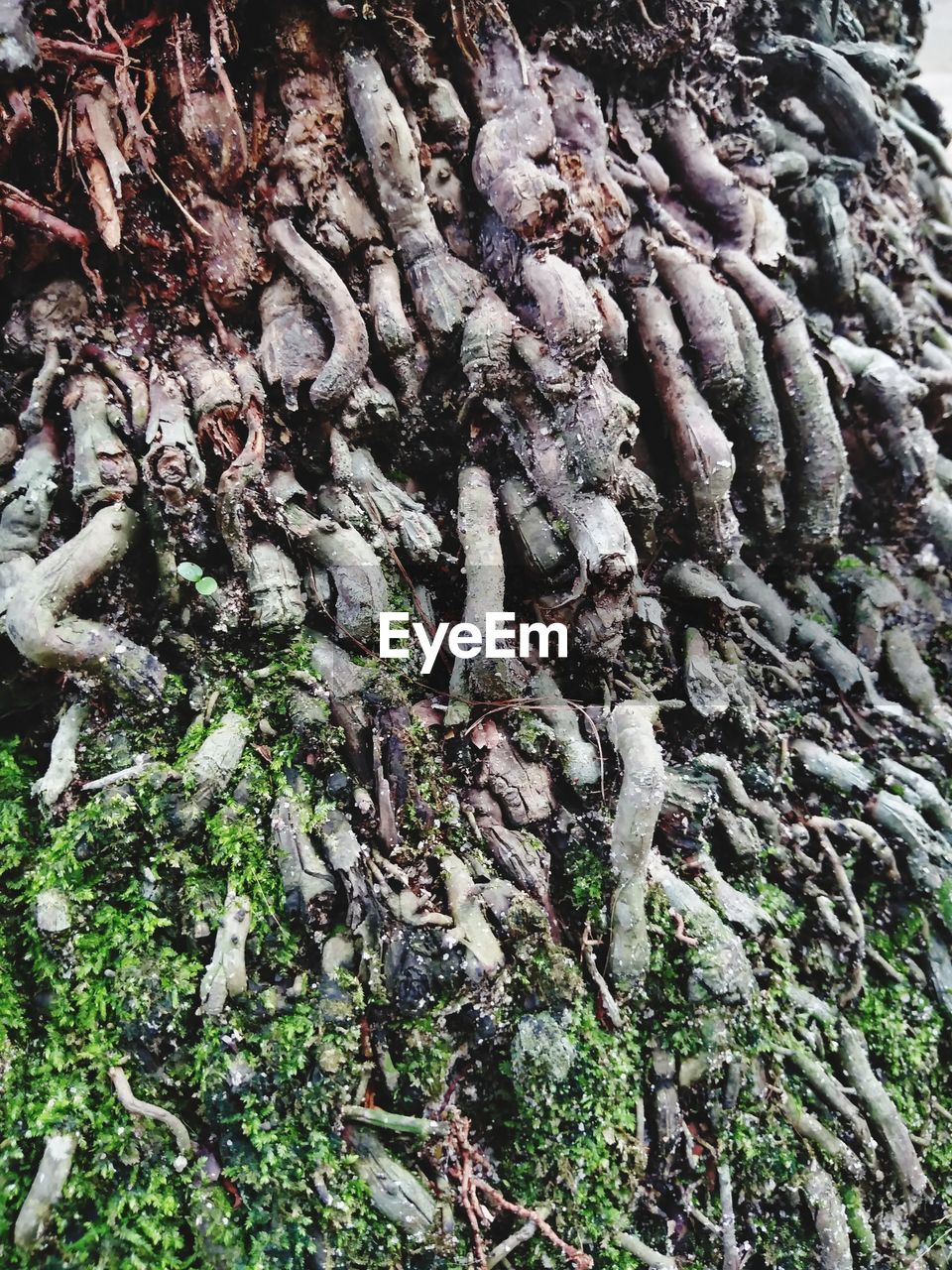 CLOSE-UP OF TREE TRUNK IN FOREST