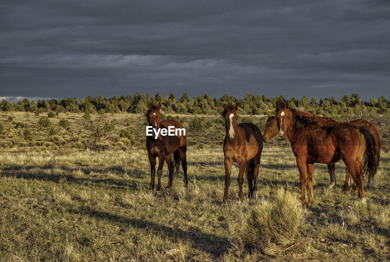 Full length of horses on field against stormy clouds