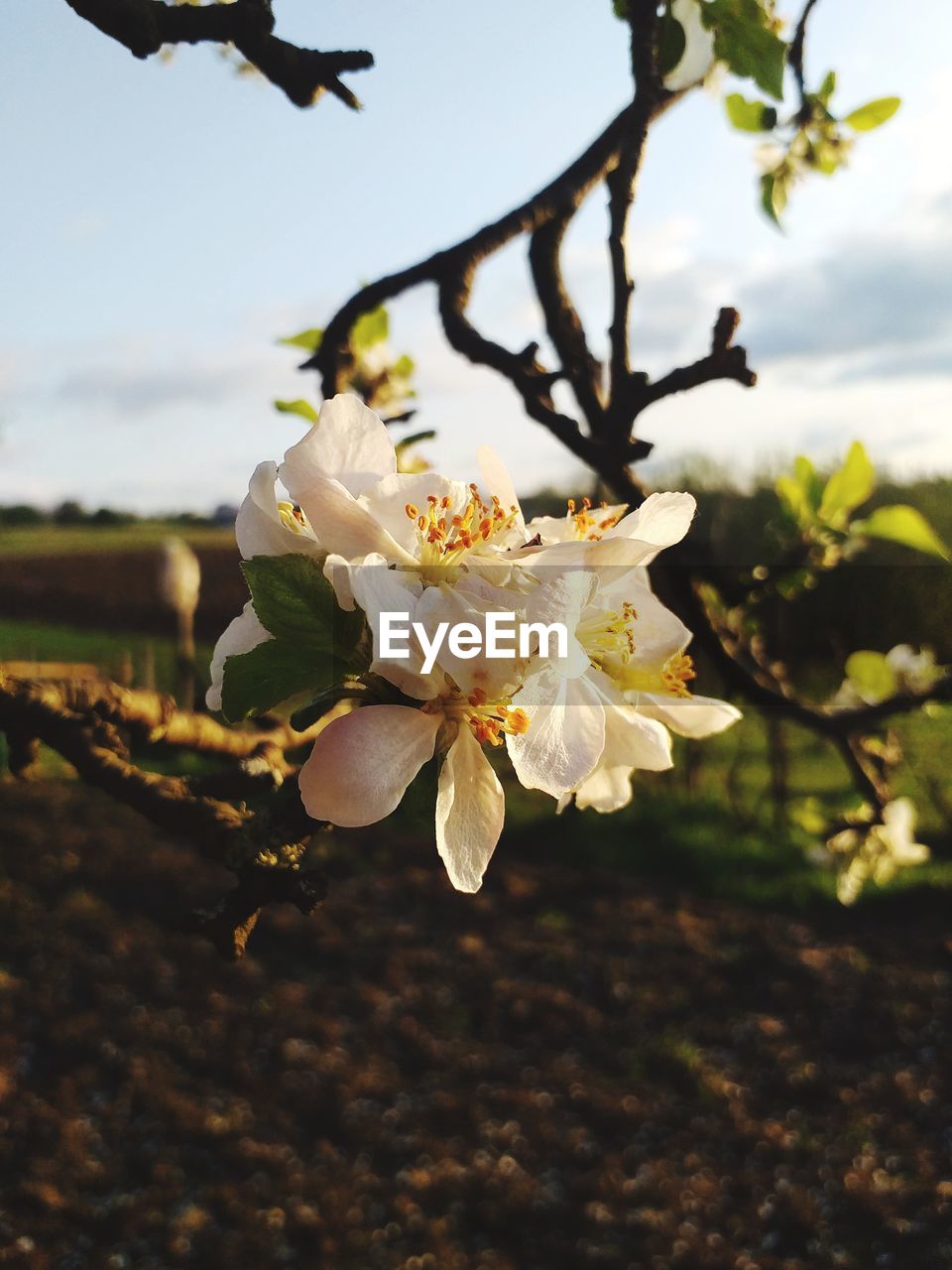 CLOSE-UP OF CHERRY BLOSSOMS ON TREE