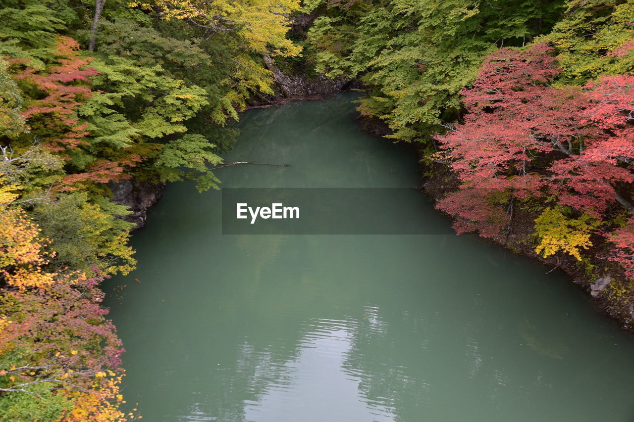 High angle view of river amidst trees in forest