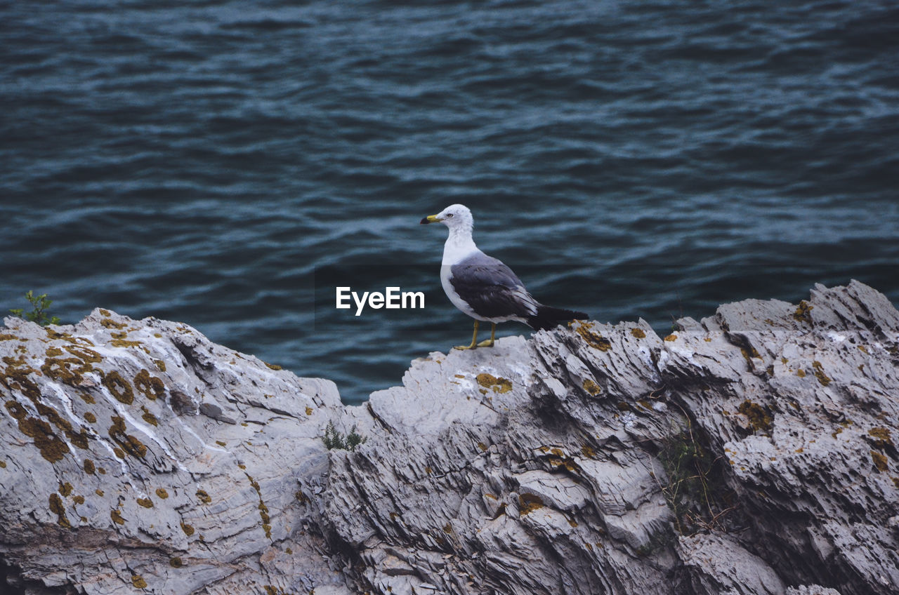 Seagull perching on rock