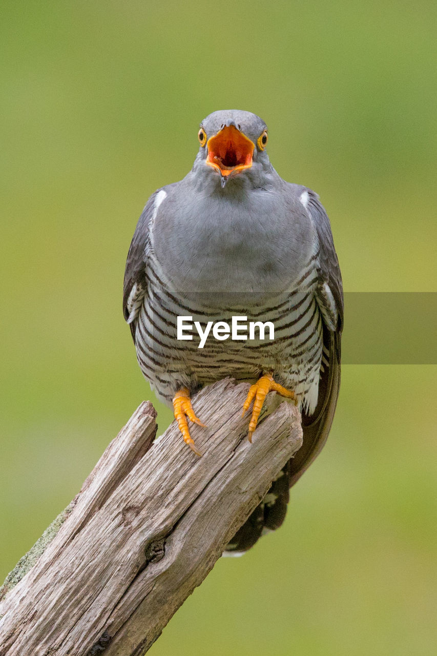 Close-up of bird singing