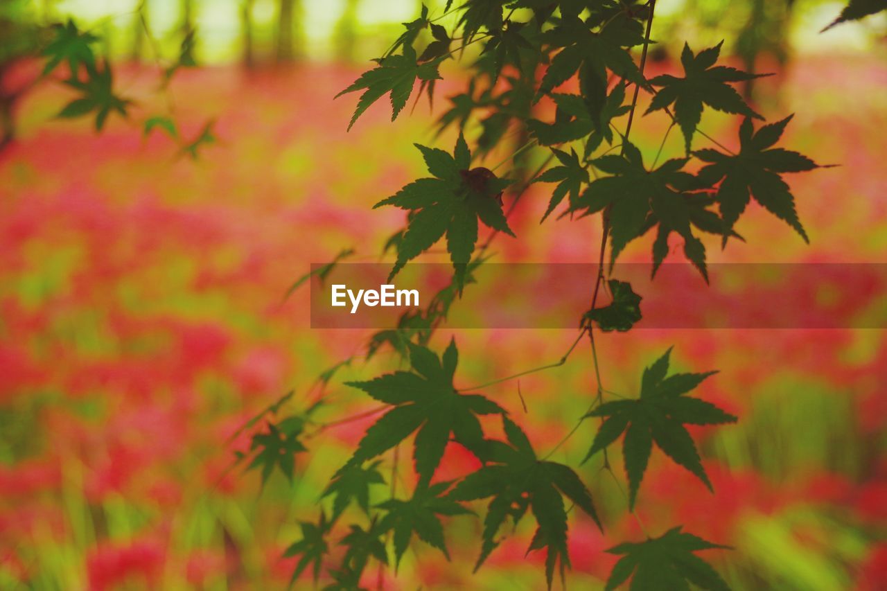 CLOSE-UP OF RED MAPLE LEAVES DURING AUTUMN