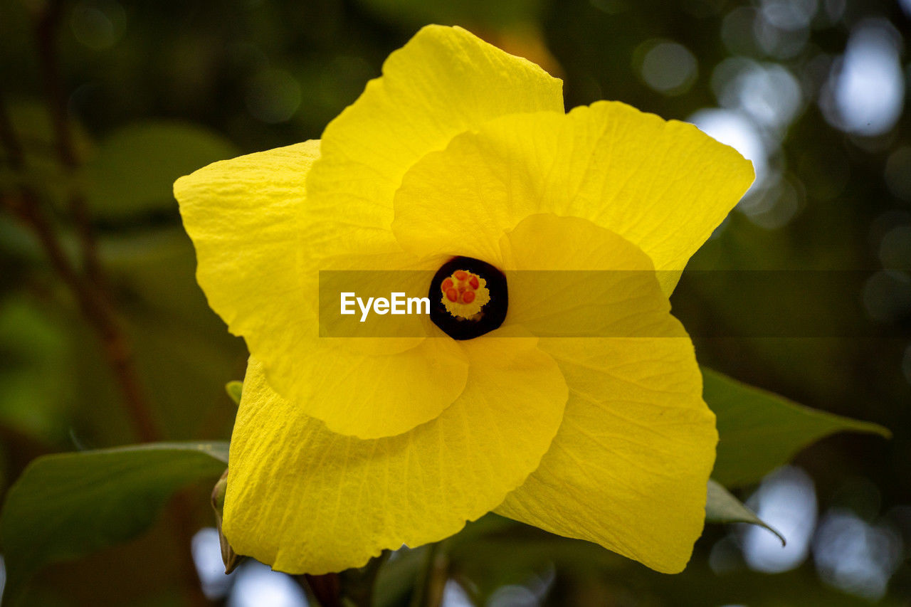 yellow, flower, flowering plant, plant, macro photography, freshness, beauty in nature, petal, flower head, close-up, inflorescence, nature, fragility, growth, green, focus on foreground, no people, outdoors, leaf, springtime, plant stem, plant part, blossom, vibrant color, wildflower, sunlight