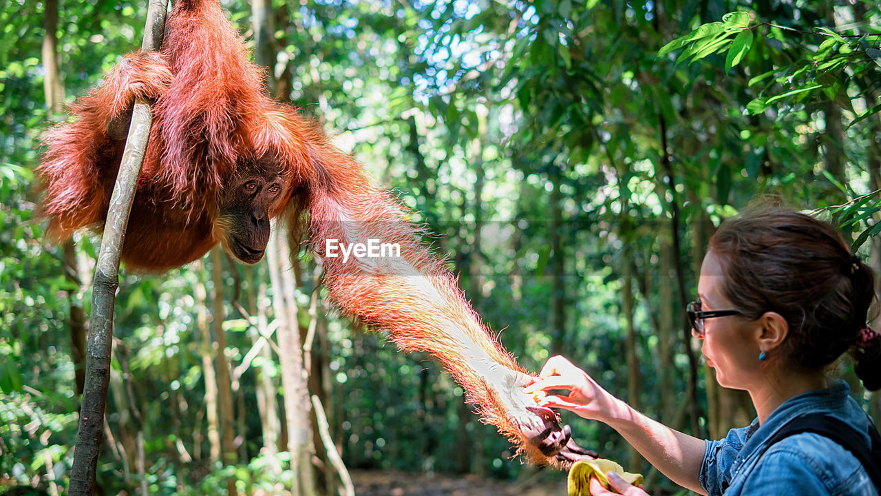 Woman giving food to monkey in forest
