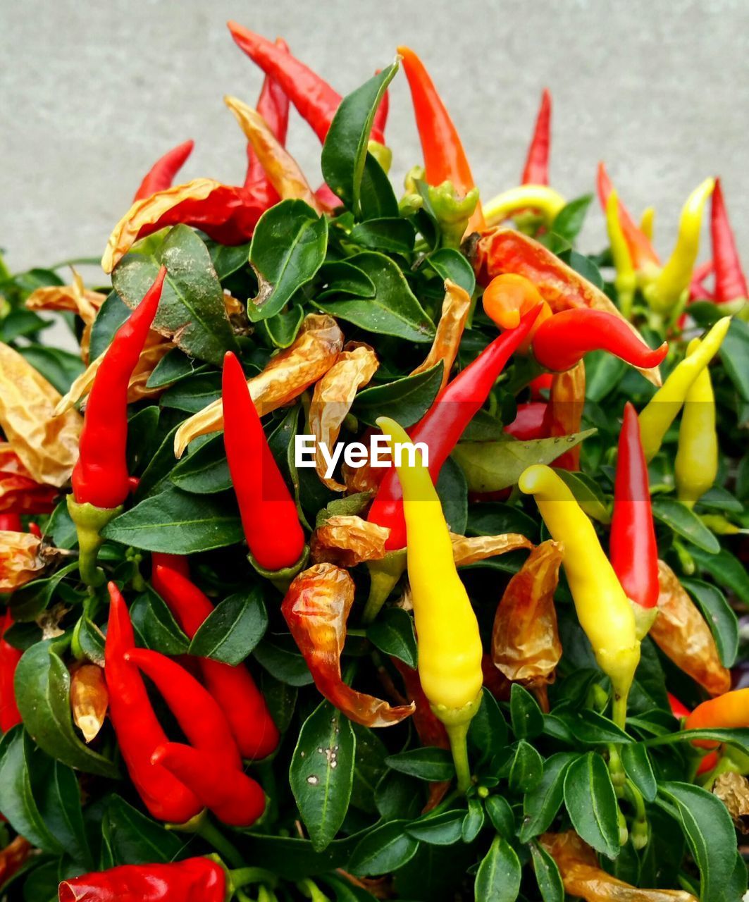 High angle view of chili peppers growing on plant