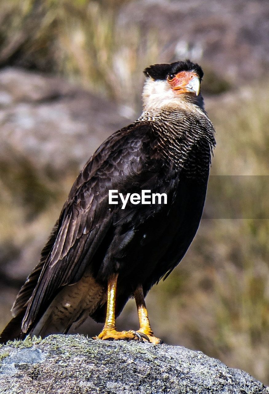 CLOSE-UP OF HAWK PERCHING ON ROCK