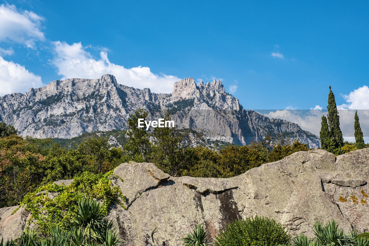 PLANTS GROWING ON ROCKS AGAINST MOUNTAIN