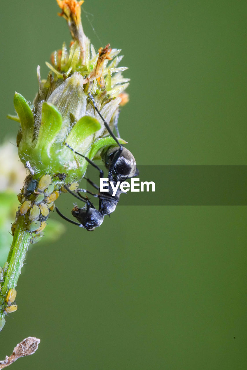 CLOSE-UP OF INSECT ON PLANT AT RED FLOWER