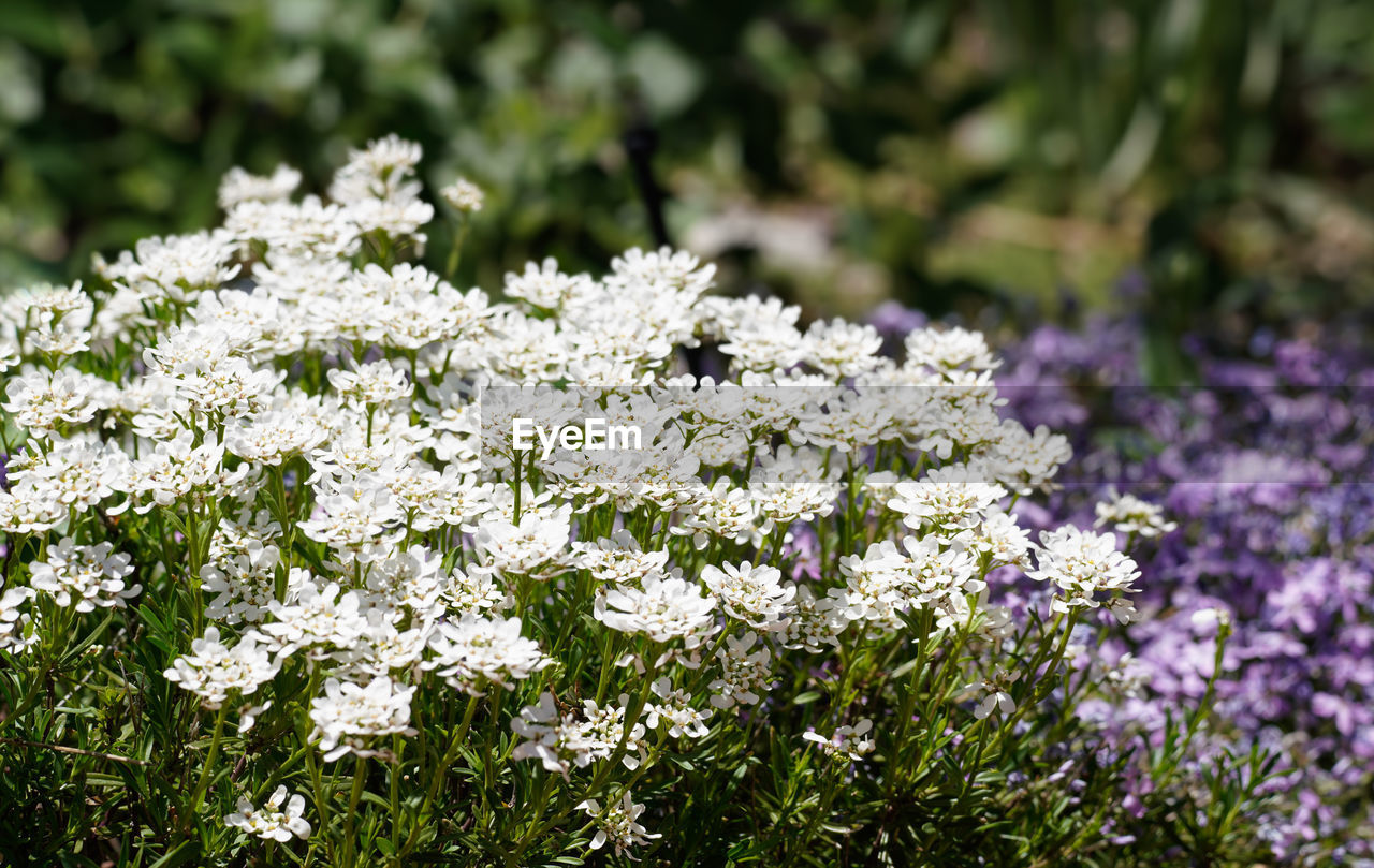 CLOSE-UP OF WHITE FLOWERING PLANT IN FIELD