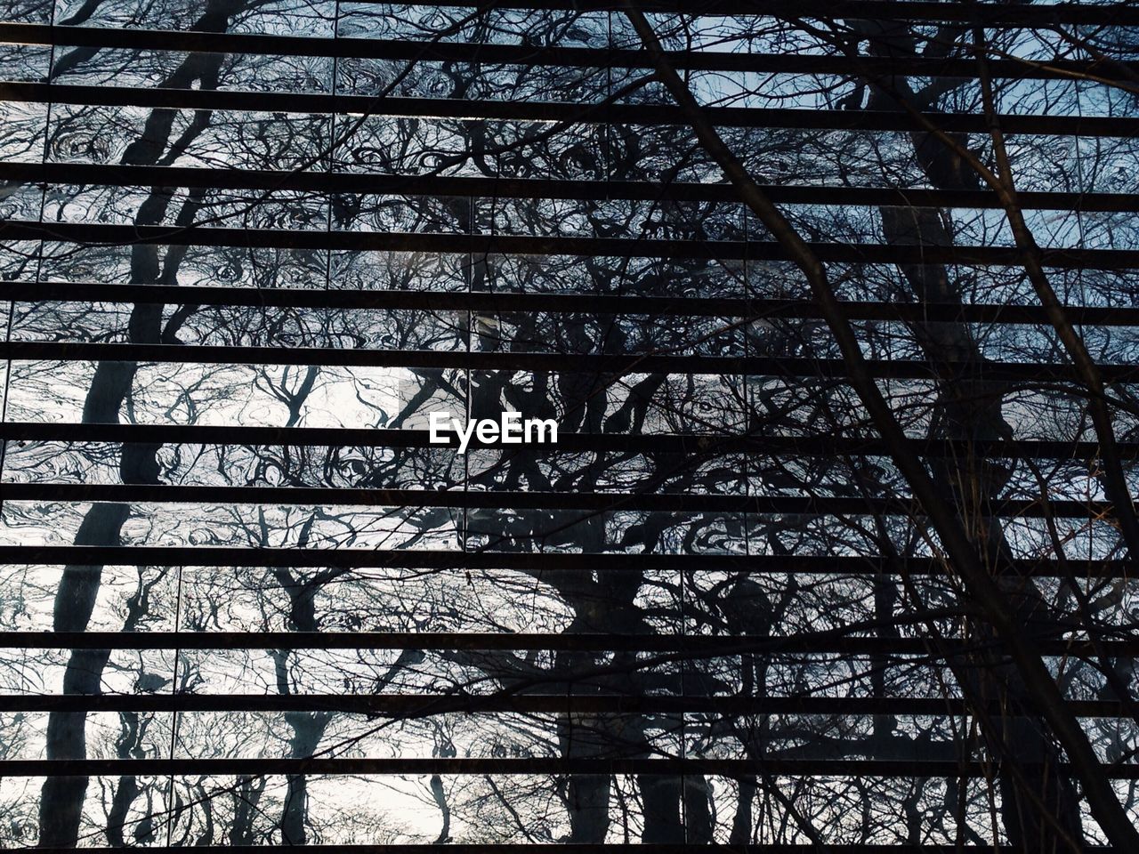 Low angle view of bare trees through blinds