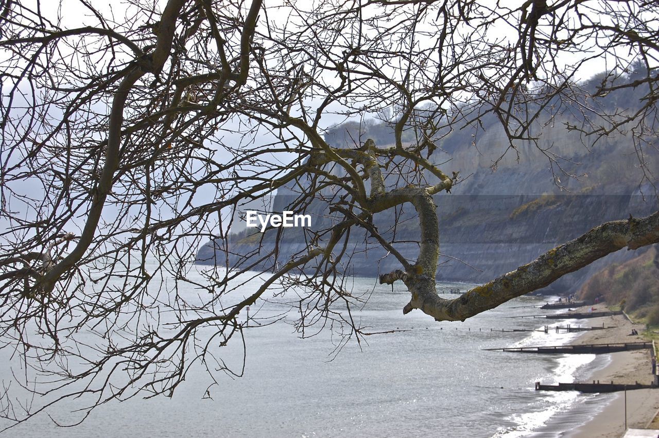 BARE TREE BY LAKE DURING WINTER