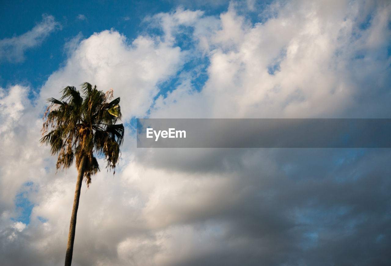 LOW ANGLE VIEW OF PALM TREES AGAINST CLOUDY SKY