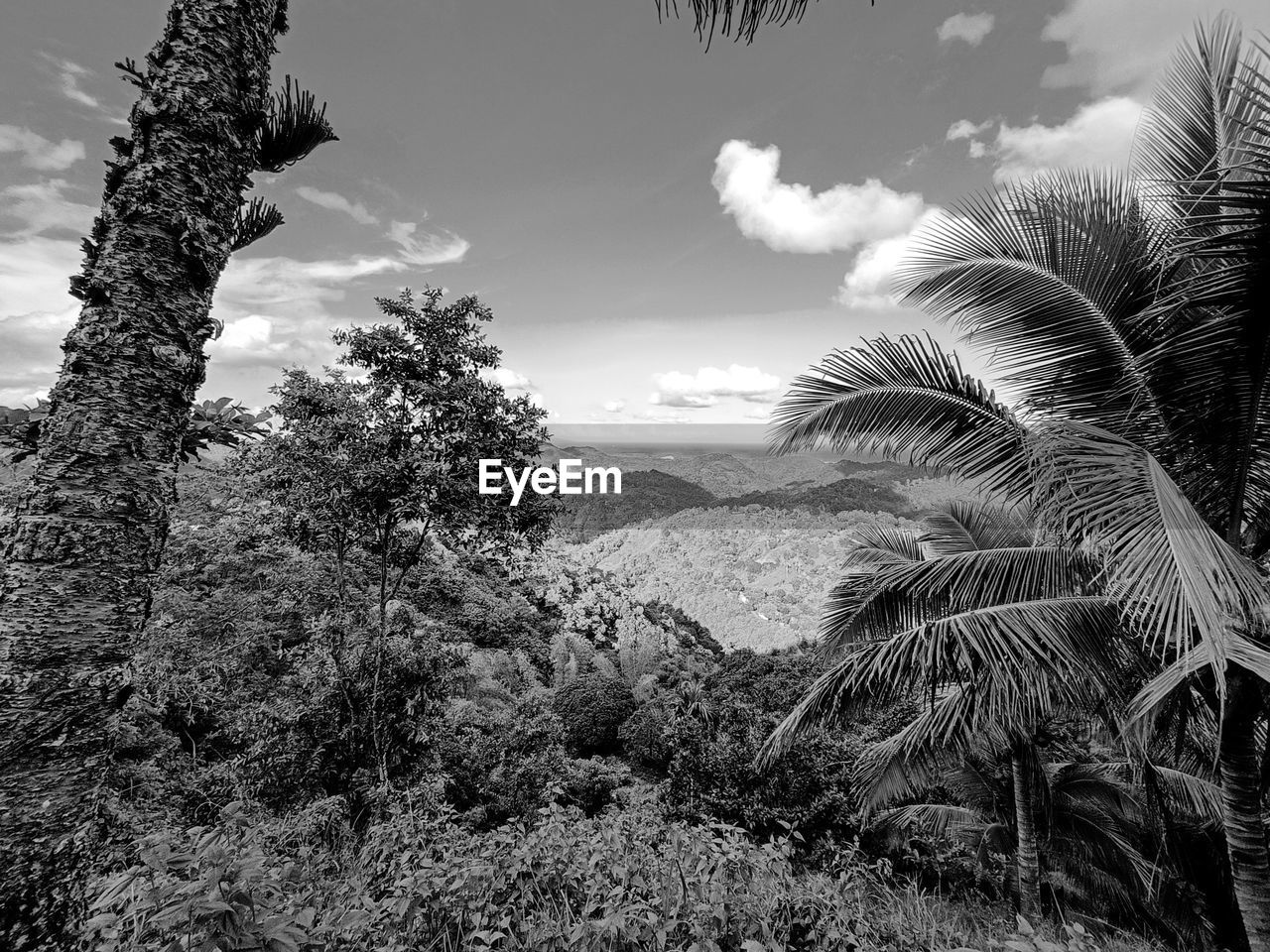 plant, tree, sky, nature, cloud, black and white, growth, beauty in nature, land, no people, environment, monochrome photography, palm tree, scenics - nature, tranquility, tropical climate, monochrome, landscape, outdoors, tranquil scene, grass, day, non-urban scene, leaf, flower