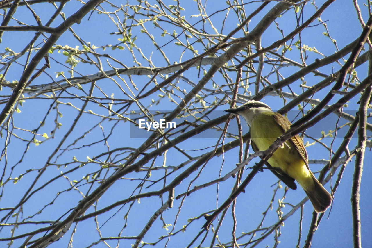 LOW ANGLE VIEW OF BIRD PERCHING ON BRANCH