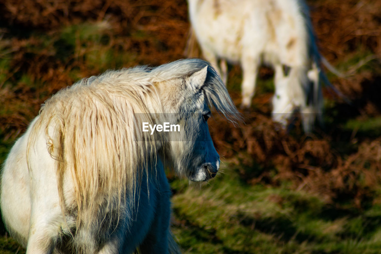 Close-up of a horse