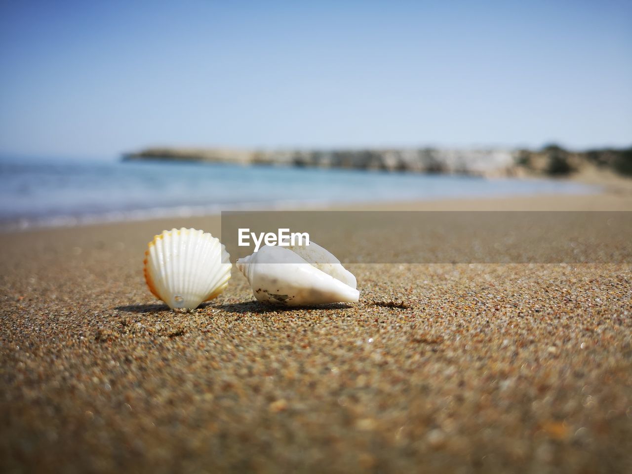 Close-up of shells on sand at beach against sky