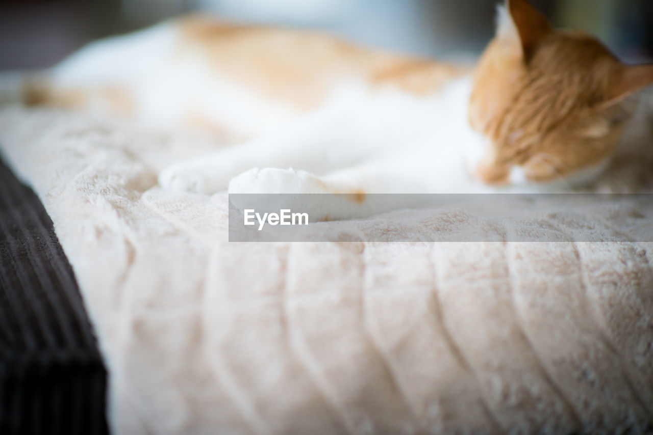 Close-up of cat on bed at home